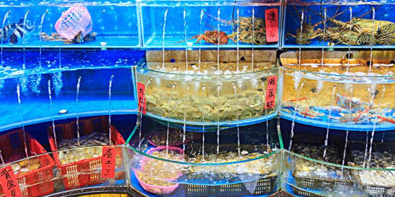 大連普蘭店水產品購買指南 價格、專賣店與選購地點詳解